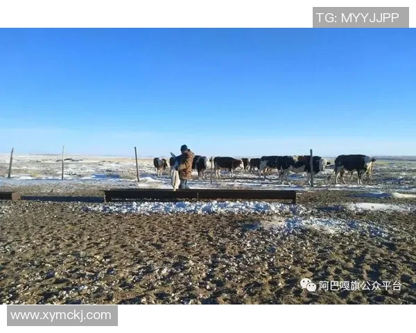 贝壳姚明莉的成长故事与奋斗历程揭示了新时代青年追梦的勇气与坚持